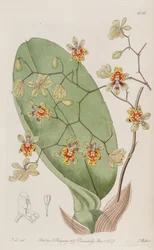 Illustration de Oncidium divaricatum